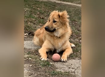 Sally sucht ein liebevolles Zuhause