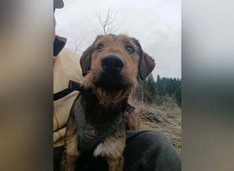 Leo - Jagdterrier Mix