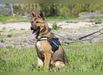 Bella2 SI – Aktive Hündin sucht passendes Zuhause