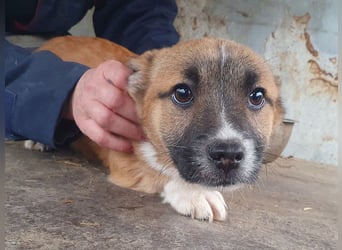 ♥LUI♥ neu auf Pflegestelle bei Duisburg - herzallerliebster, knuffiger Welpe 24 cm (bleibt kleiner)