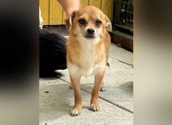 ♥BIENCHEN♥ neu auf Pflegestelle bei Köln - zarte, absolut zutrauliche kleine Juniorin 21 cm