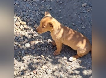 BIBI SUCHT IHR ZUHAUSE