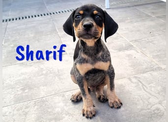 Sharif 05/2024 (ESP Pflegestelle) - sportlicher, hübscher und verschmuster Bracken-Mix Junghund!