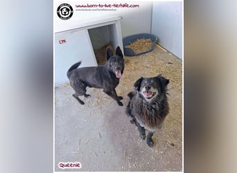 Freundliche QUEENIE sucht ein liebes Zuhause