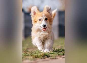 FLUFFY Welsh Corgi Pembroke HÜNDIN
