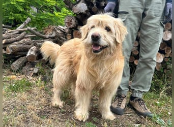 Buddy, geboren 01.04.2024, 50cm sucht seine Menschen