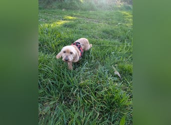 Tula