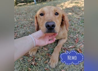 Nemo möchte ein Zuhause