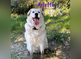 Arlette 09/2020 (ESP) - ruhige, noble und sanfte Herdenschutz-Mix Hündin!
