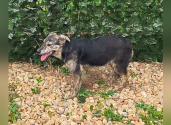 HERKULES - Hund sucht Mensch( en)
