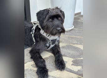 "Pumi“ – junge Schnauzer-Pumi-Mix Hündin sucht ländliches Zuhause