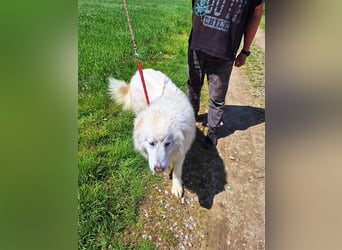 Pyränenberghundmix Tobi