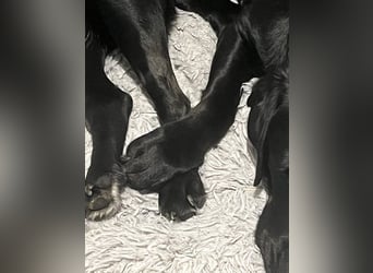 Lily – zartes Hundeseelchen sucht einfühlsames Zuhause