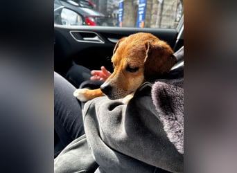 Ella - sanft und verschmust - BEREITS IN DEUTSCHLAND