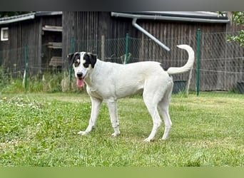 Frodo, bereits auf PS in DE, ist ein echter Hingucker und sucht ein wundervolles Zuhause!