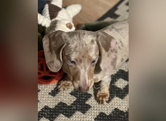 Zwergdackel,Dackel in Sonderfarben,amerikanische Zwergdackel Welpen suchen tolle Familien