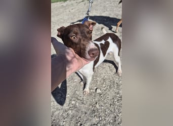 Cookie, Katzenverträglichkeit und lieb