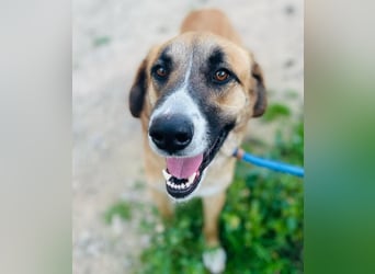 ALICIA-jung, wachsam, neugierig, klug, verspielt ,loyal, verspielt auf der Suche nach ihrem Zuhause