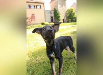 Oskar - in 71540 Murrhardt auf Pflegestelle