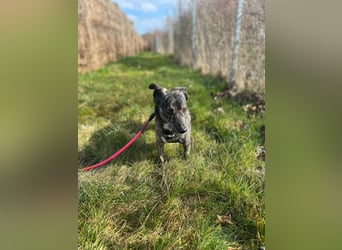 Lui - kleiner Hund mit großem Herz sucht 2te Chance