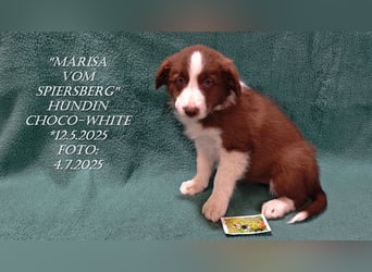 Border Collie-Welpen , black-,choco-,red-white und red-,black-merle