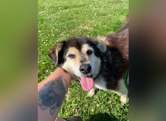 Clara, Mischling, geb. 2015, fitte Seniorin sucht 1. Zuhause