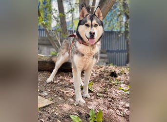 TESSA- sucht erfahrene Hundehalter