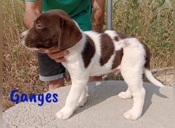 Ganges geb. 03/2025 (ESP) - zuckersüßer Labrador-Mix Welpe!