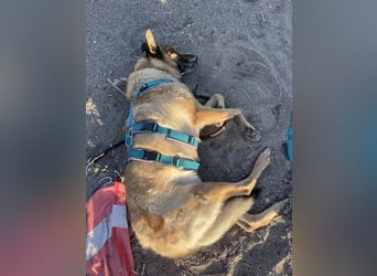 Schäferhundmix MADDOX sucht seine eigene Familie!
