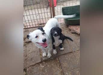 ♥SUNNY♥ neu auf Pflegestelle bei Leverkusen - zierliche, verschmuste, sanfte kleine Zuckermaus 36 cm