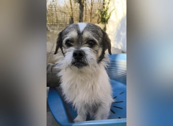 Wookie, Peki-Bolonka Mix, Rüde, geb. 15.01.2024, sucht  Fürimmerzuhause