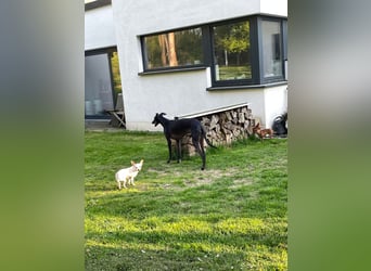 SOPHIE und KAAMI ❤️ 2 Chihuahua Seelen, Pflegefamilie Bochum
