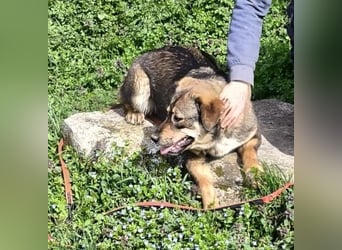 Lächelnde Ginger