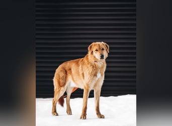 Total verschmuster Traumhund Yeti❤️mit Handicap sucht Menschen mit Herz