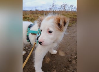 Fröhlicher Welpe Buddy