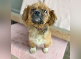 ❤️ kleiner Herzensbrecher PADDY - 8 Jahre, 30cm/8kg - Pekinese