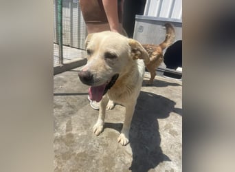 Und dann kam BAILEY - ein liebevoller Hundeopi mit trauriger Vergangenheit sucht endlich sein Glück