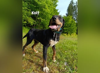 Kolt -Jagdterrier Mix
