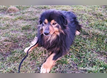 Fluffy Fellkugel Jack – sucht ein Zuhause für immer