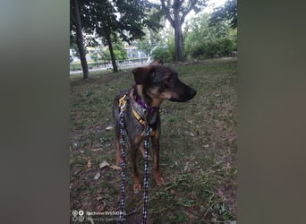 Buddy❤️ - sanfter Kerl mit dem großen Herz sucht seine Menschen