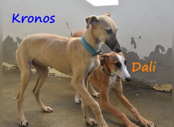 Kronos 07/2024 (ESP) - neugieriger und sanfter, zuckersüßer Galgo Welpe!