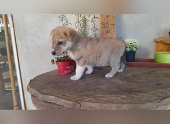 Balou wünscht sich aktive souveräne Menschen