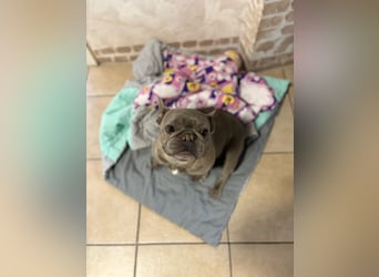  LILU – Eine süße Kuschelmaus sucht ein gemütliches Zuhause 