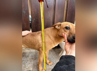 Kubu, geb. 01.06.2024, 40 cm, sucht ein Für-Immer-Zuhause