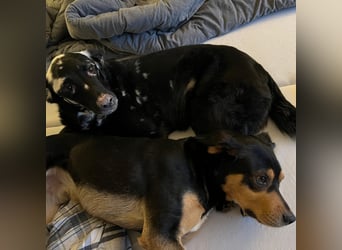 Zako sucht sein Für-Immer-Zuhause ❤️