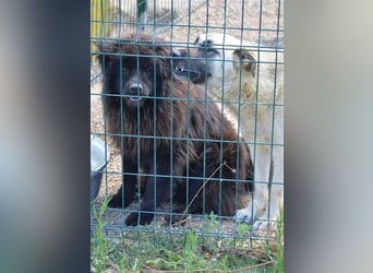 Arzu - Chow Chow Junghundrüde, geb. ca. 2022, sucht Freunde dieser Rasse