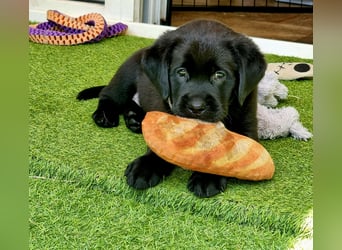 Edle Labrador Welpen mit Ahnentafel, Nachkommen von Champions