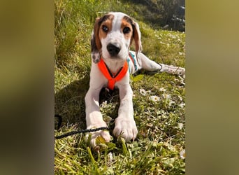 Beagle Mischlingswelpe GEORGY (Dezember 2024) sucht eine eigene Familie