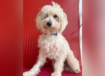 ❤️ zarte Hundeseele FIDO - 9 Jahre, 38cm/6kg - Havaneser-Mix