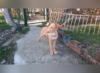 Pharaonenhund Feride